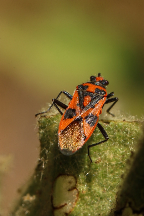 Kaneelglasvleugelwants