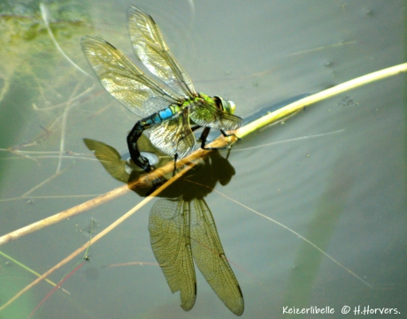 Keizerlibelle tijdens eiafzetting