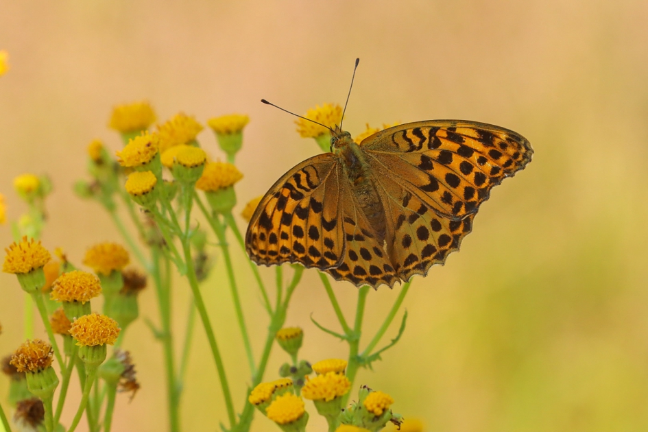 Keizersmantel in de schaduw - Geleedpotigen - Keizersmantel