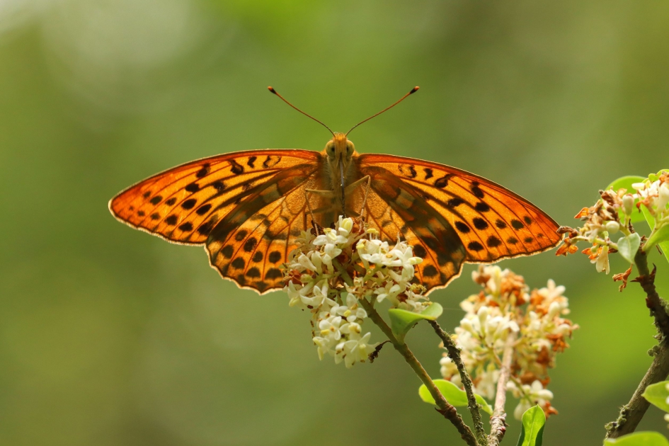 Keizersmantel, onderkant - Geleedpotigen - Keizersmantel