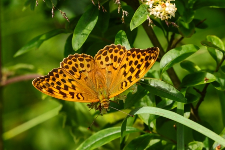 Keizersmantel, vrouwtje