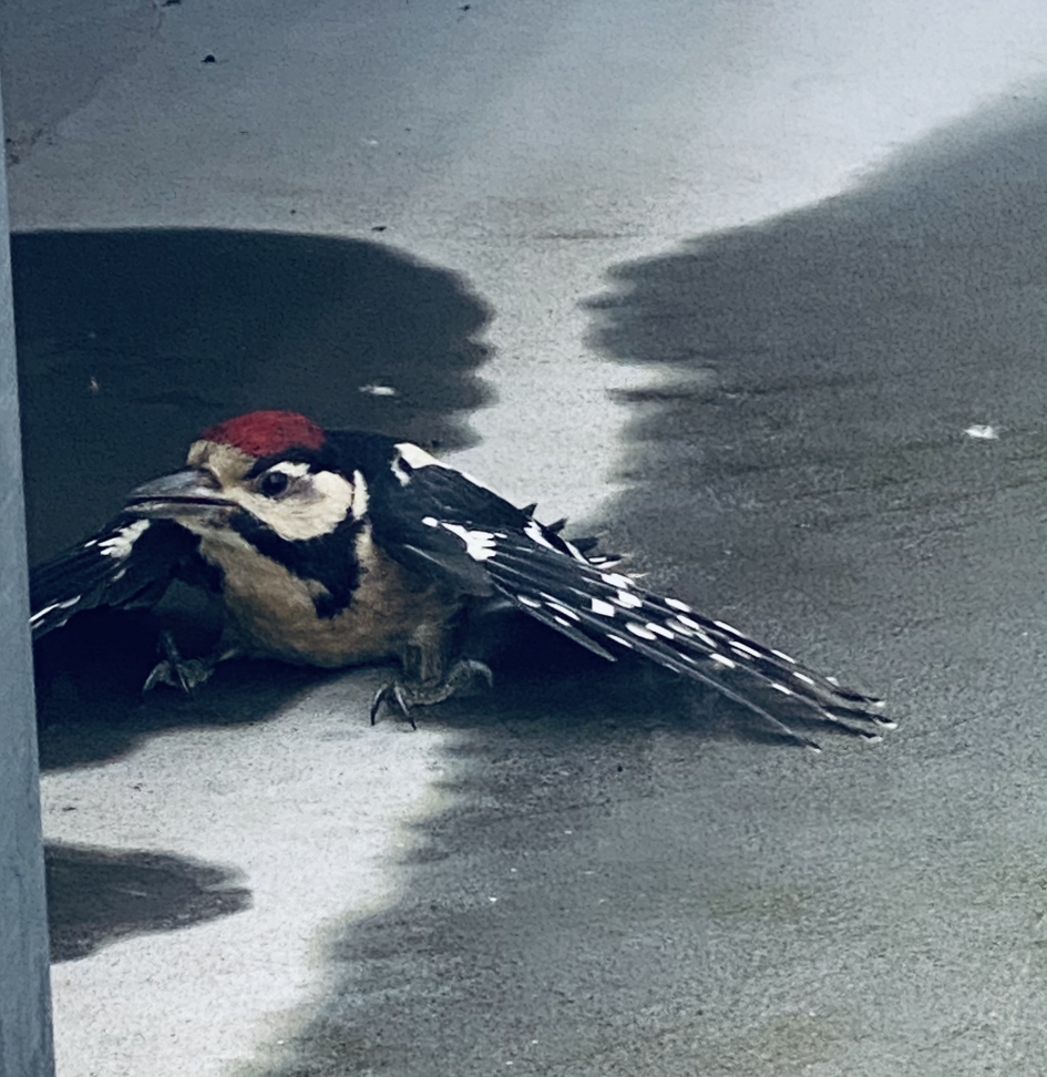Kleine bonte specht - Vogels - Kleine bonte specht