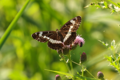 Kleine ijsvogelvlinder