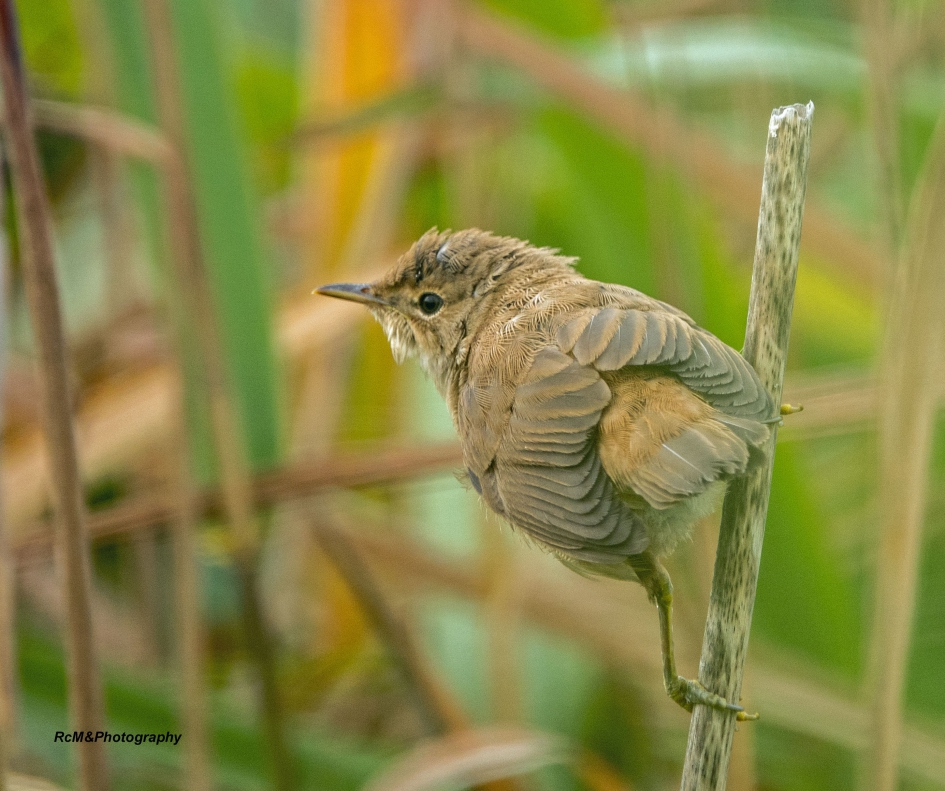 Kleine karekiet. - Vogels - Kleine karekiet.