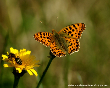 Kleine Parelmoervlinder
