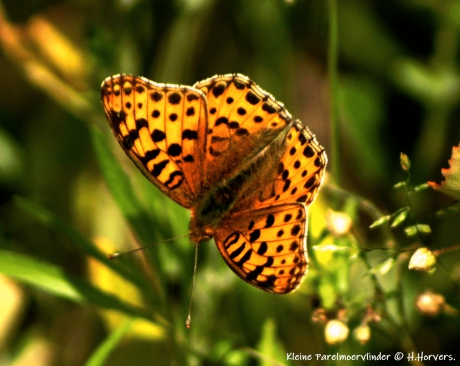 Kleine Parelmoervlinder.
