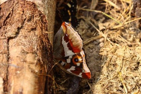 Kleurige onderkant van de vleugels