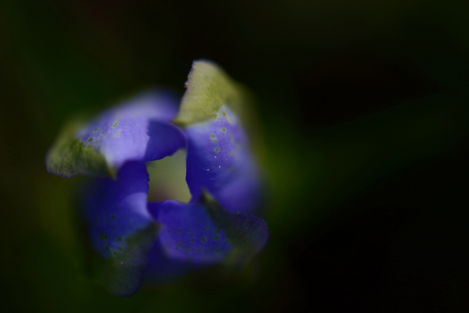 klokjesgentiaan - Planten - klokjesgentiaan