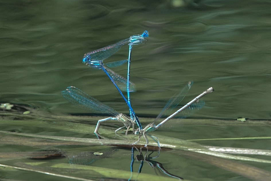 Kluwe breedscheenjuffers - Geleedpotigen - Breedscheenjuffer