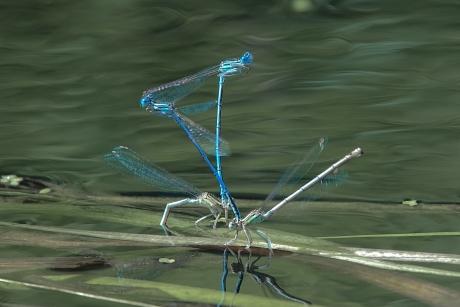 Kluwe breedscheenjuffers