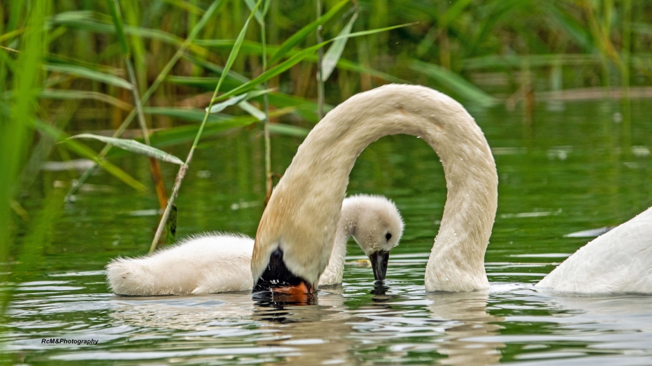 Knobbelzwaan. - Vogels - Knobbelzwaan.