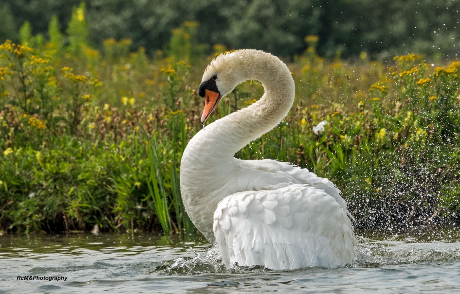 Knobbelzwaan. - Vogels - Knobbelzwaan.