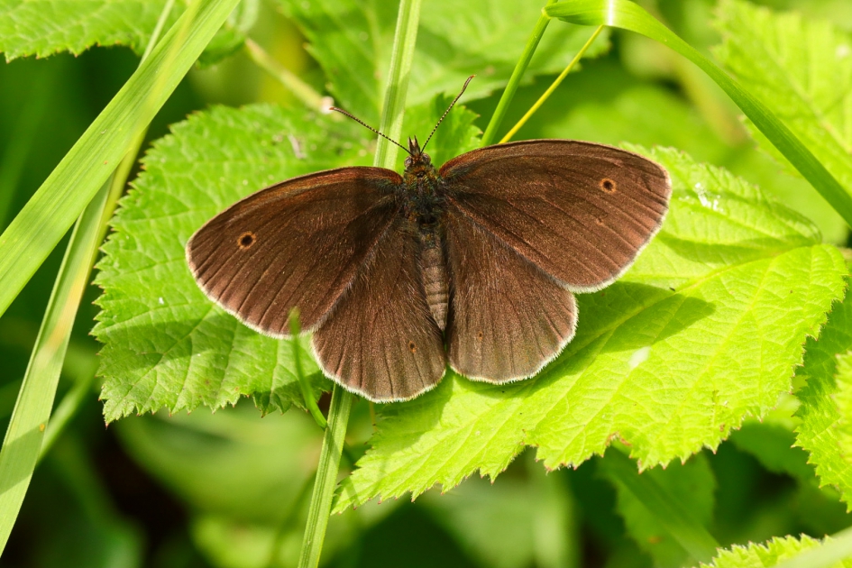 Koevinkje - Geleedpotigen - Koevinkje