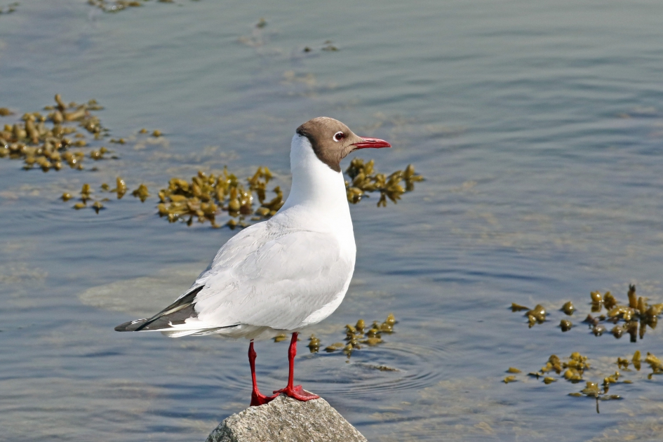 Kokmeeuw in zomerkleed - Vogels - 