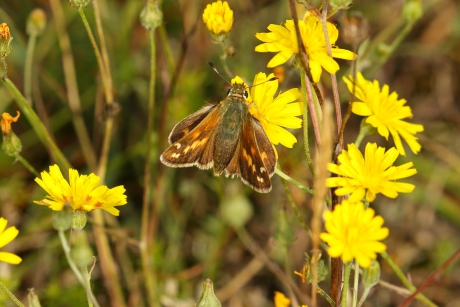 Kommavlinder, op de rug gezien