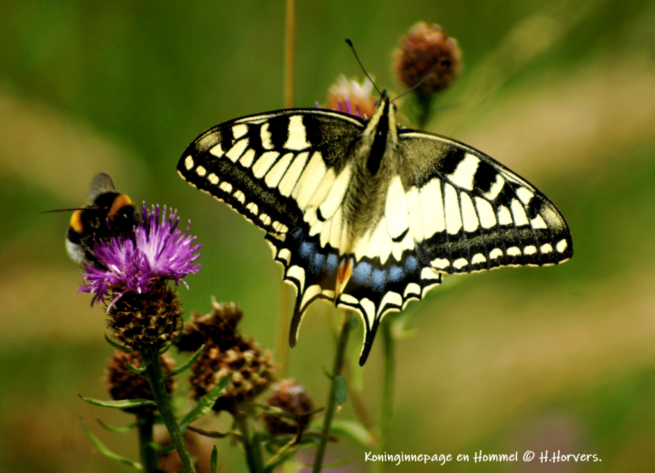 Koninginnepage - Geleedpotigen - Koninginnepage  en Hommel