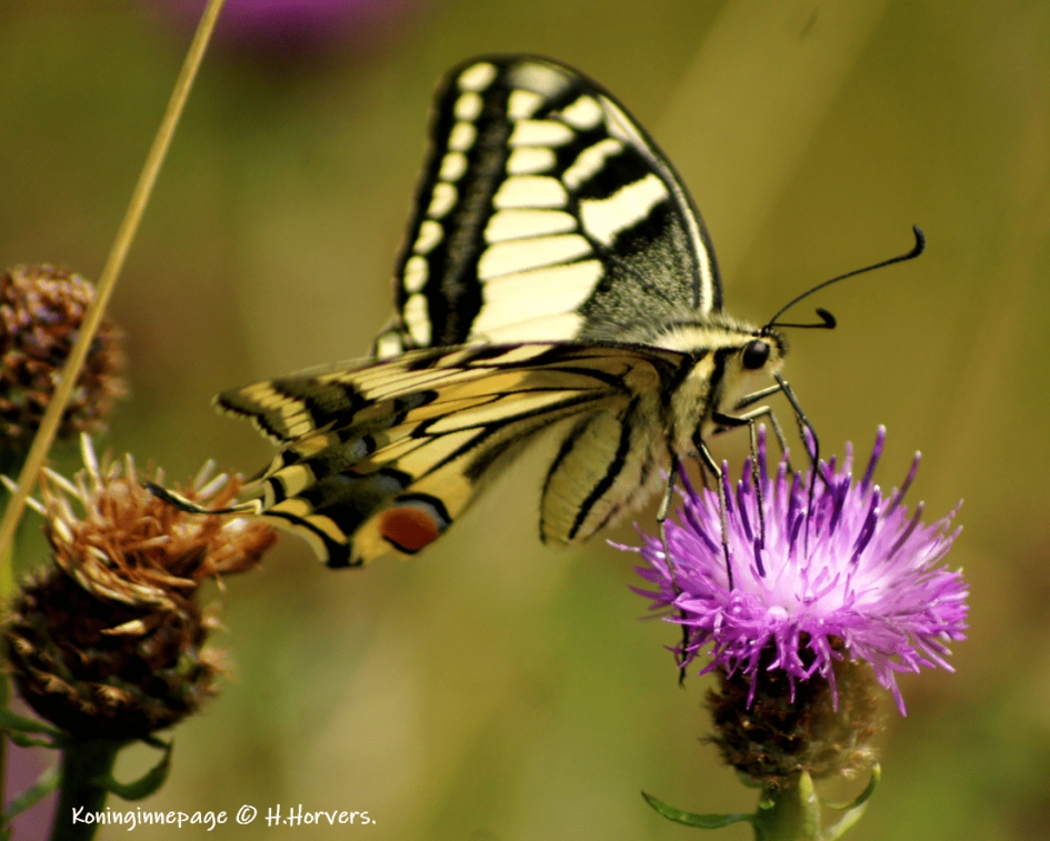 Koninginnepage - Geleedpotigen - Koninginnepage