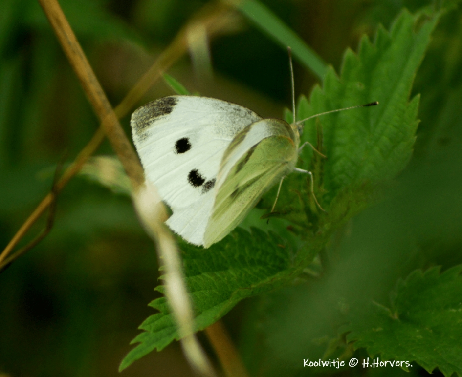 Koolwitje - Geleedpotigen - Koolwitje