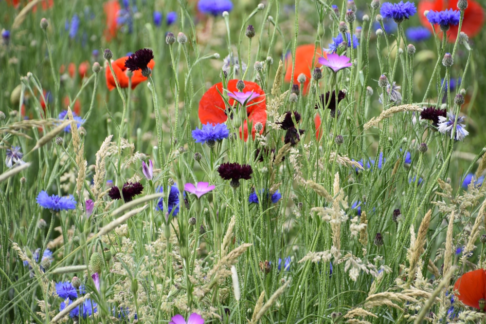 Korenbloemen enz - Planten - 