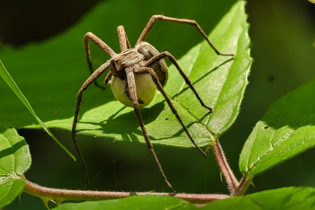 kraamwebspin met eicocon