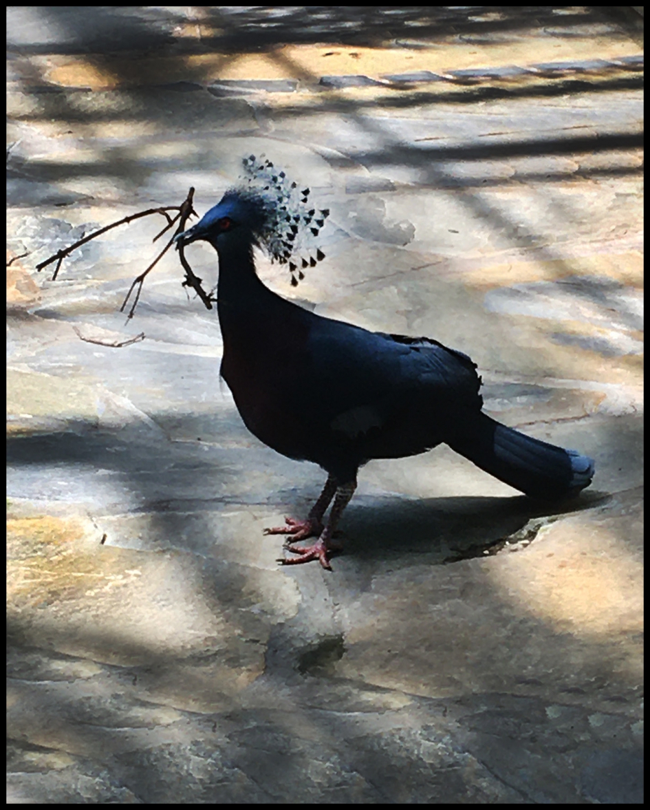 kroonduif met nesteldrang - Vogels - kroonduif