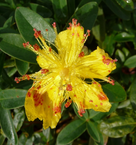 Grootbladig hertshooi