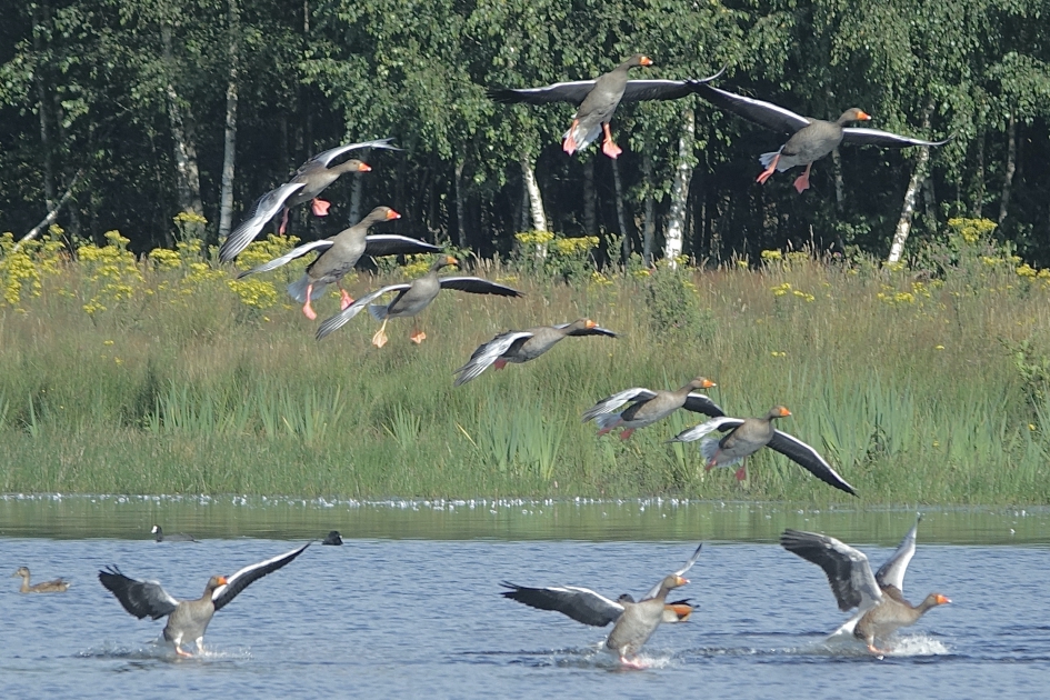 Drukke landingsbaan - Vogels - Grauwe gans