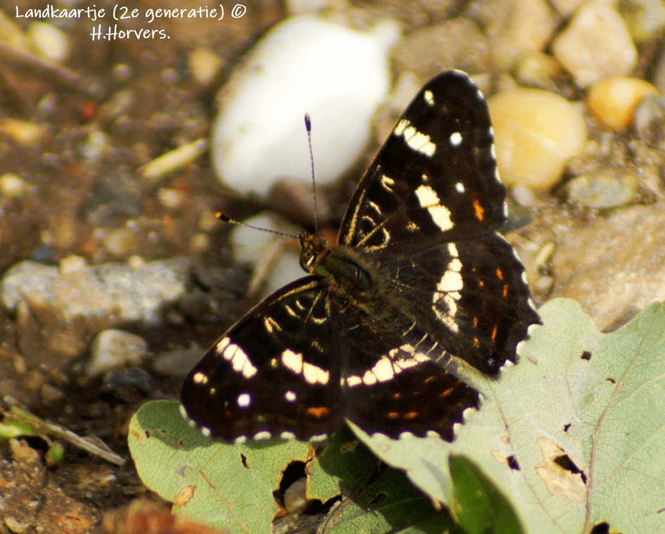 Landkaartje (2e generatie) - Geleedpotigen - Landkaartje