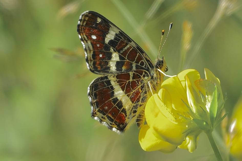 Landkaartje - Geleedpotigen - Landkaartje