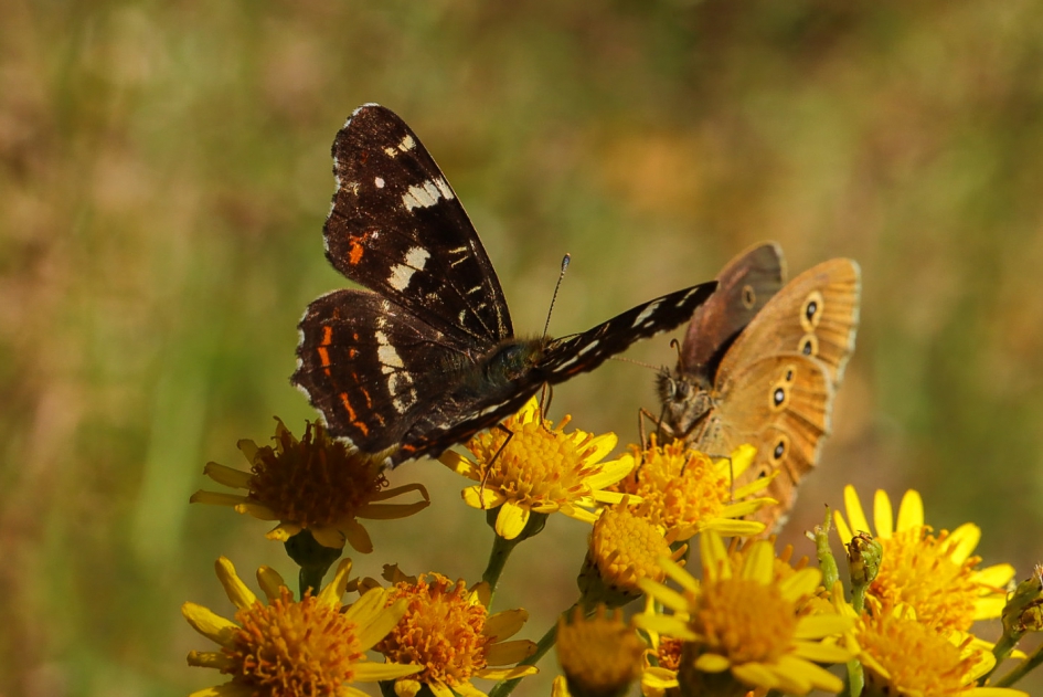 Landkaartje en koevinkje - Geleedpotigen - Landkaartje