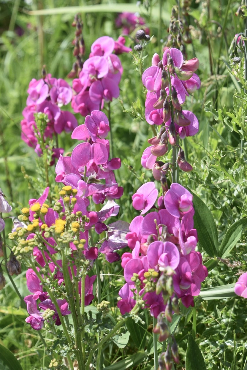 Lathyrussen 2 - Planten - 