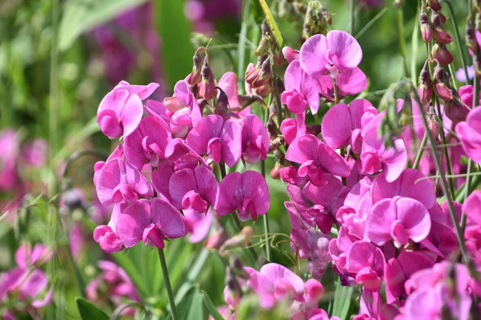 Lathyrussen - Planten - 