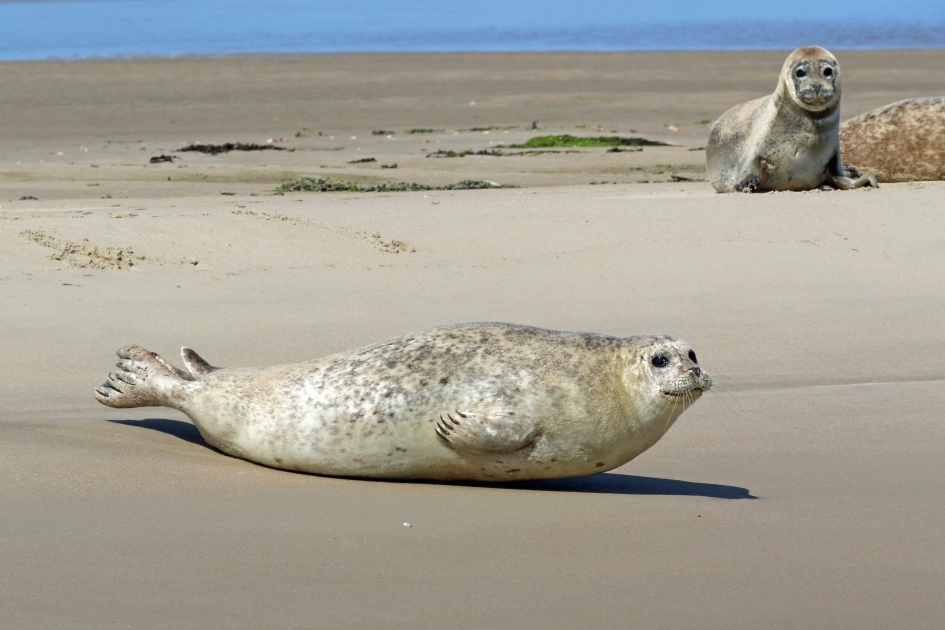 Lekker opwarmen - Zoogdieren - Zeehond