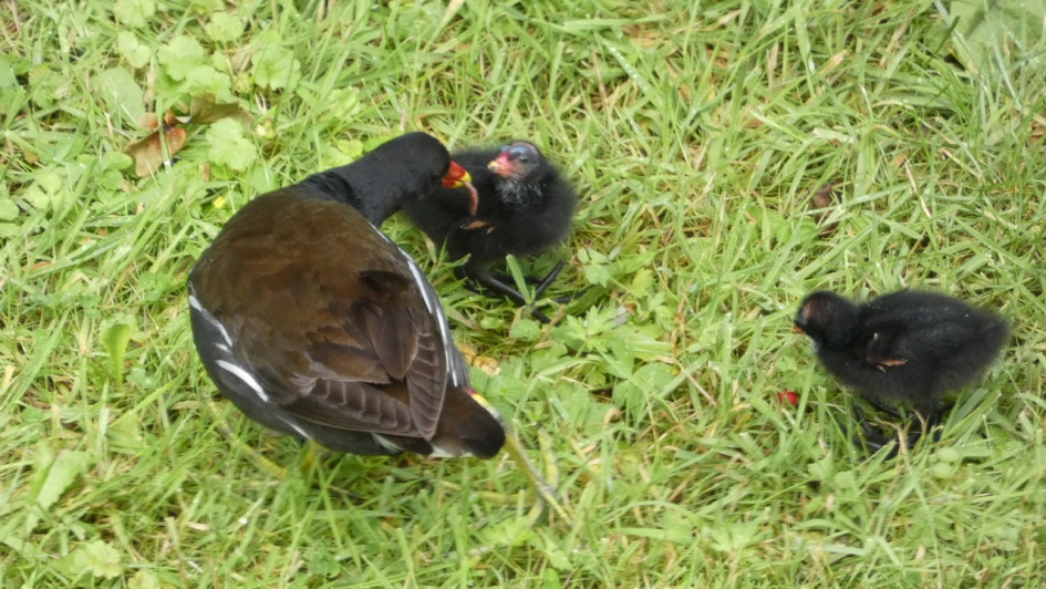 Lekkere worm voor jong waterhoen - Vogels - Waterhoen