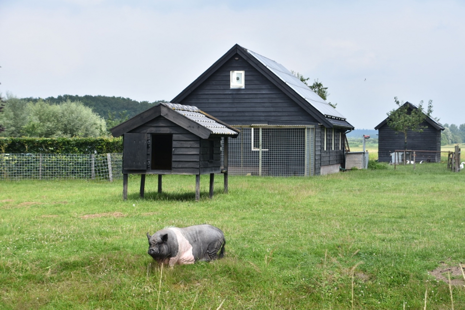 Leuk varken - Zoogdieren - 