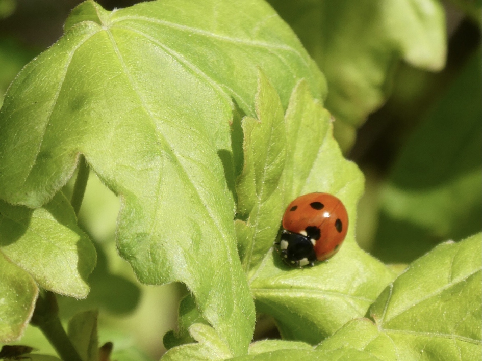 LHBtje - Geleedpotigen - 