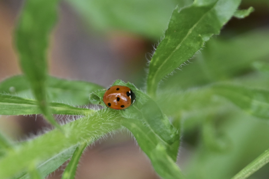 LHBtje - Geleedpotigen - 