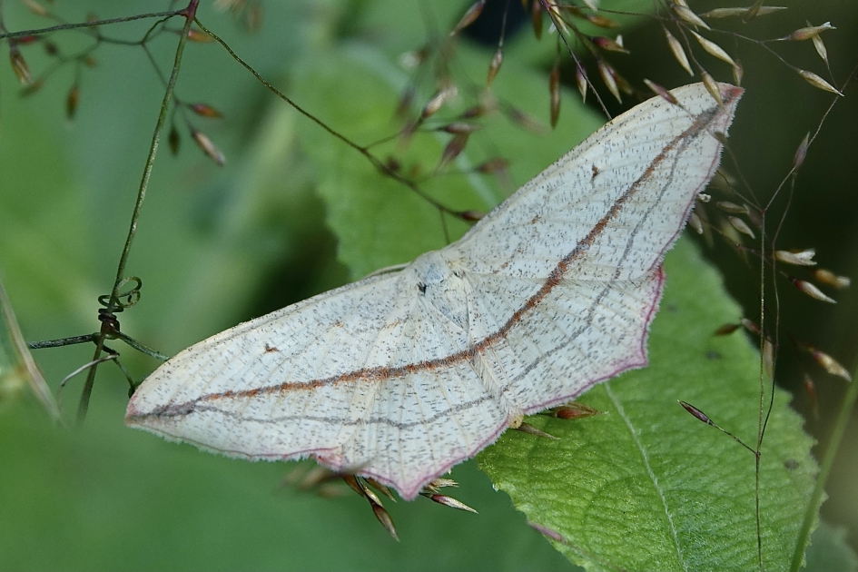 Lieveling - Geleedpotigen - Lieveling