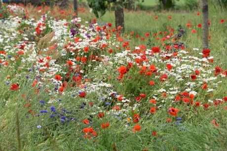 Margrieten, klaprozen en korenbloemen