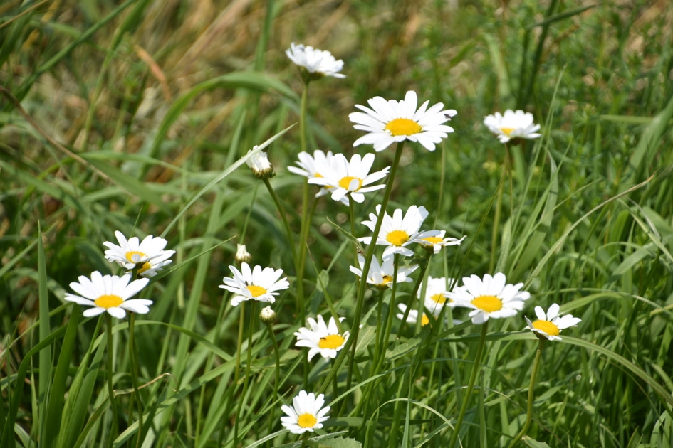 Margrieten nog steeds - Planten - 