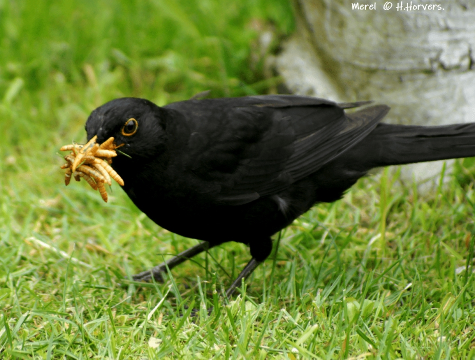 Merel op voedseljacht voor de jongen - Vogels - Merel