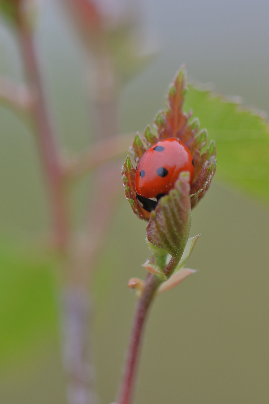 miezerig - Geleedpotigen - 7-stippelig lhb