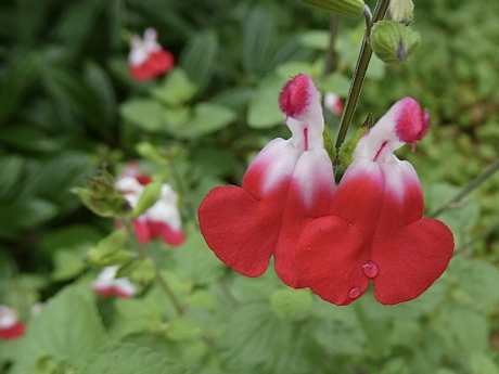 Mirt-salie of salvia