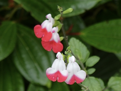 Mirt-salie of salvia