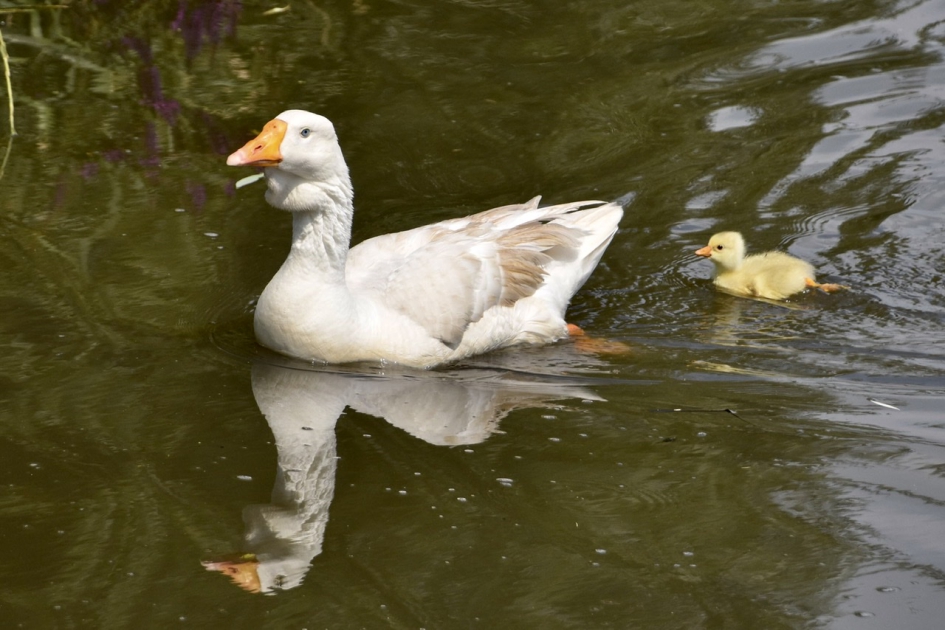 Moeder gans en pulletje - Vogels - 