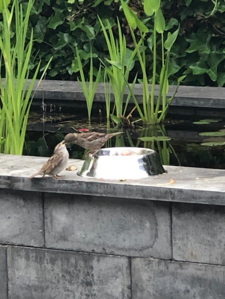 Moeder voedt mussenjong in onze tuin
