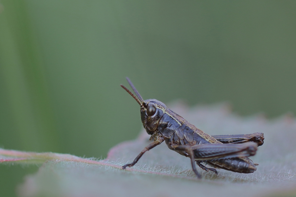 moerassprinkhaan -nimf- - Geleedpotigen - moerassprinkhaan