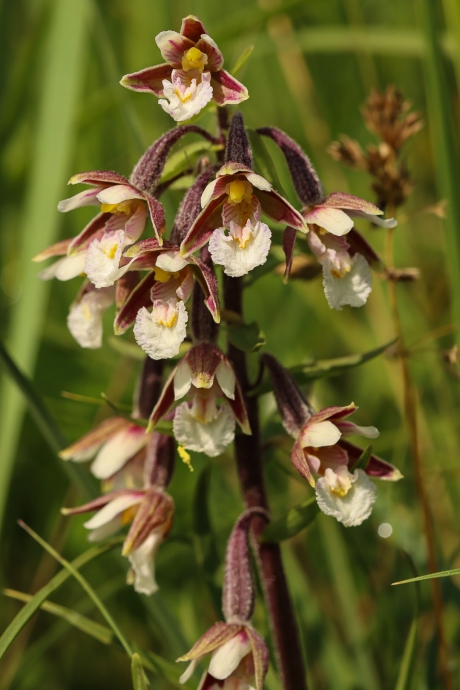 Moeraswespenorchis