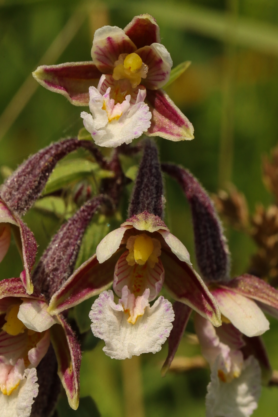 Moeraswespenorchis, close-up - Planten - Moeraswespenorchis