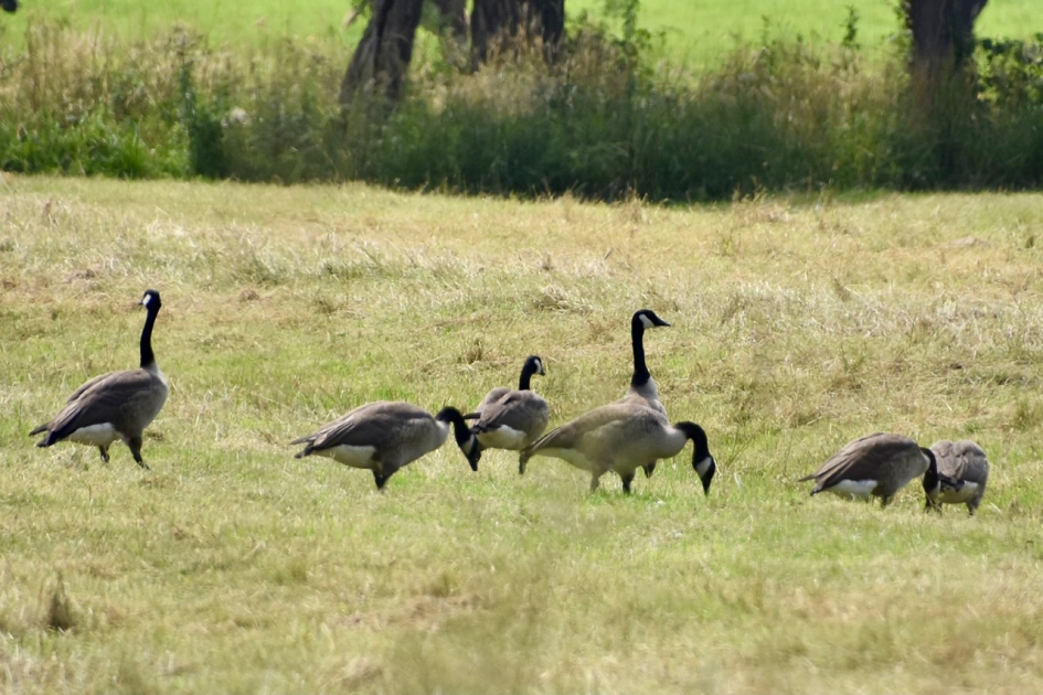 Mooie familie - Vogels - 